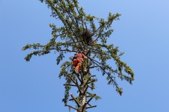 Faellen_Kran_005