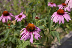 MS3_4903
