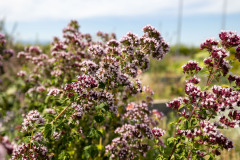 MS3_4931