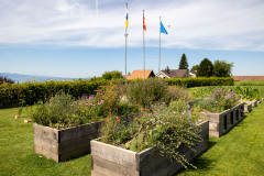 MS3_4933